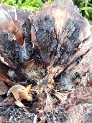 Pucciniastrum areolatum