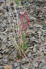 Rumex arifolius