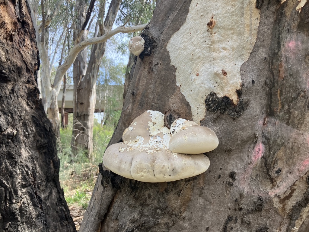 Laetiporus portentosus · April 2026 · photo: © ttsquid (iNaturalist, cc-by)