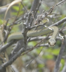 Dendrelaphis inornatus
