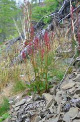 Rumex arifolius