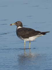 Ichthyaetus hemprichii