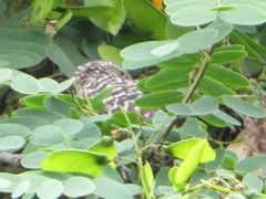 Campylorhynchus fasciatus