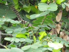 Campylorhynchus fasciatus