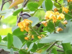 Coereba flaveola