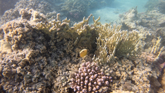 Chaetodon austriacus