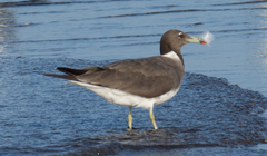 Ichthyaetus hemprichii
