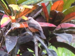 Pyrocephalus rubinus