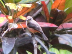 Pyrocephalus rubinus