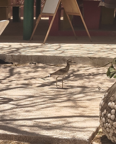 Senegal Thick-knee
