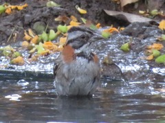 Zonotrichia capensis