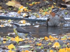 Zonotrichia capensis