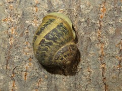 Cornu aspersum