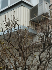 Passer domesticus