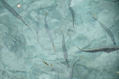Hemiramphus brasiliensis