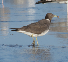 Ichthyaetus hemprichii