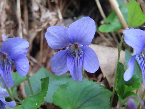 Viola grypoceras, photograph 4