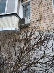 Passer domesticus