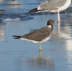 Ichthyaetus hemprichii