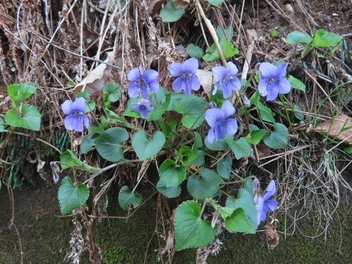 Viola grypoceras, photograph 6