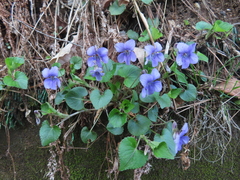 Viola grypoceras, photograph (c) Timur Kalininsky, some rights reserved (CC BY)