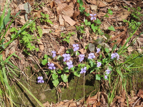 Viola grypoceras, photograph 5