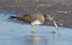 Ichthyaetus hemprichii