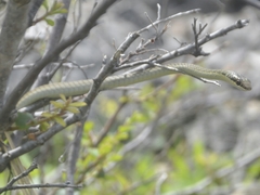 Dendrelaphis inornatus