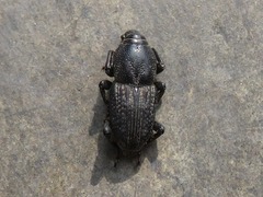 Sphenophorus seriepunctatus