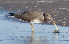 Ichthyaetus hemprichii