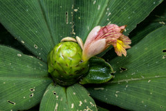 Costus malortieanus
