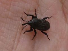 Sphenophorus seriepunctatus