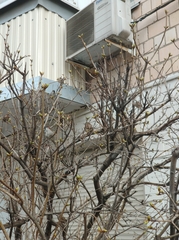 Passer domesticus