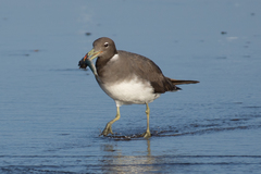 Ichthyaetus hemprichii
