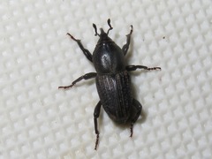 Sphenophorus seriepunctatus