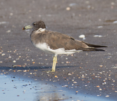 Ichthyaetus hemprichii