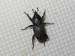 Sphenophorus seriepunctatus