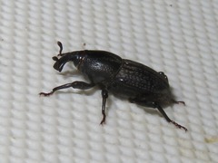 Sphenophorus seriepunctatus