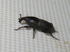 Sphenophorus seriepunctatus