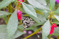 Papilio demoleus