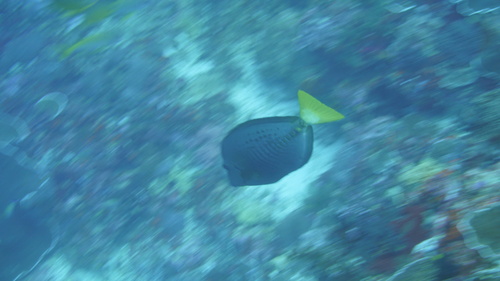 Indonesian Sawtail — seen at this dive site