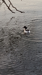 Mergus merganser