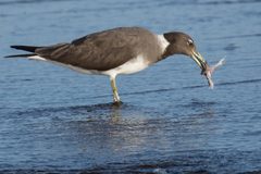 Ichthyaetus hemprichii