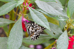 Papilio demoleus