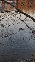 Mergus merganser