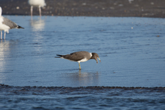 Ichthyaetus hemprichii