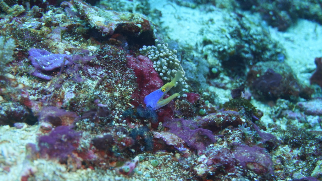 Black Leaf-nosed Moray (Rhinomuraena quaesita)