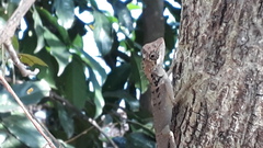 Monilesaurus ellioti