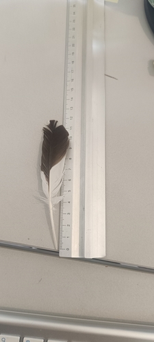 Plume de Œdicnème criard