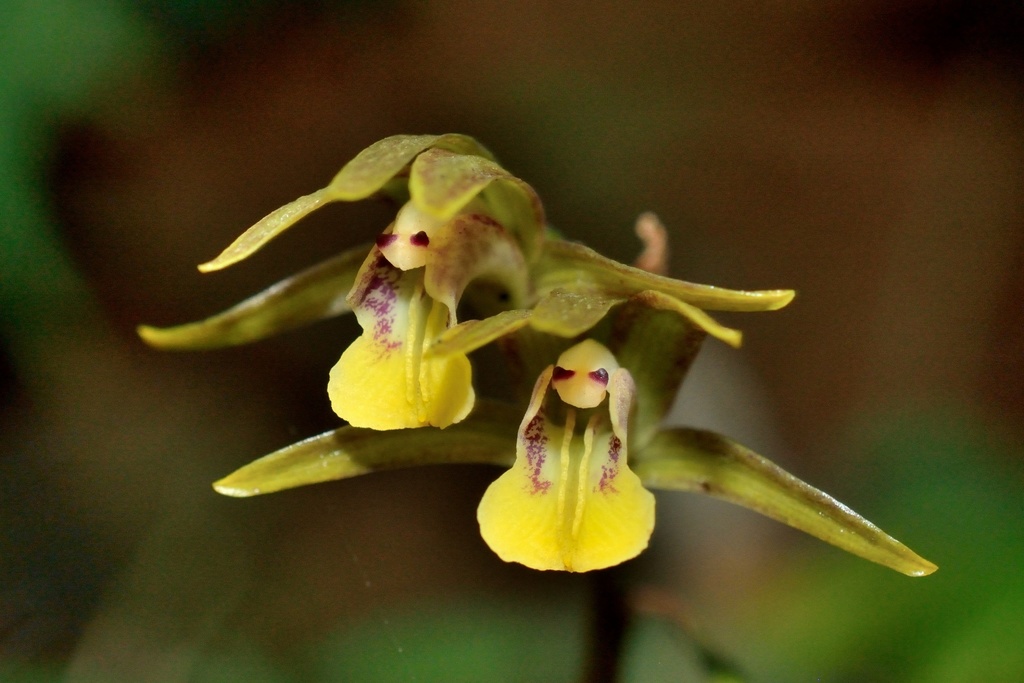 Tainia elliptica